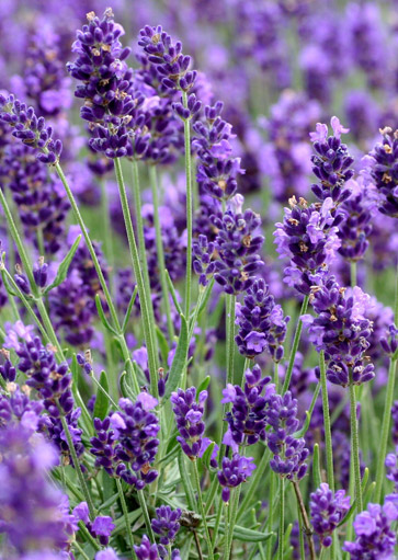 lavendar