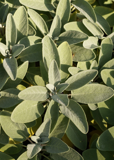 sage