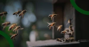 Bee Propolis Special